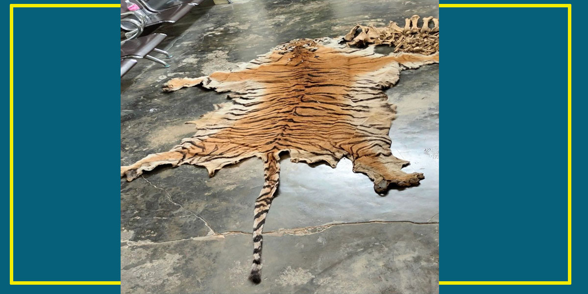 पाटेबाघको छाला र हड्डीसहित चार पक्राउ